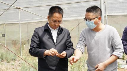 张文旺在元谋县调研时强调努力把元谋打造成全省现代农业的“珠穆朗玛峰”